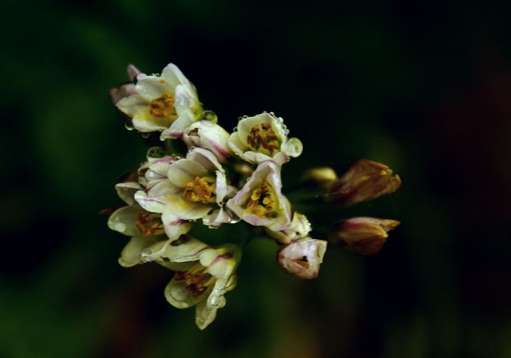 Foto 1/Flores de mi jardin Continuacion