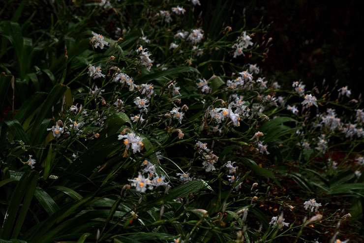 Foto 5/Flores de mi jardin Continuacion