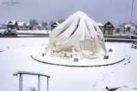 Fro patagonico en el fin del mundo