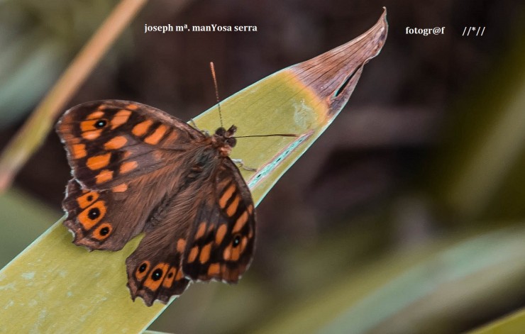 Foto 4/Insectos de la natura