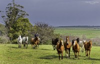 Caballo, noble animal...