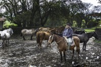 Caballo, noble animal...