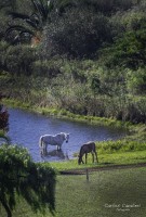 Caballo, noble animal...