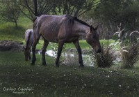 Caballo, noble animal...