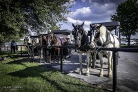 Los Amish y su cultura