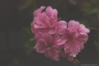 Las flores y la lluvia