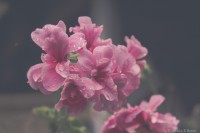 Las flores y la lluvia