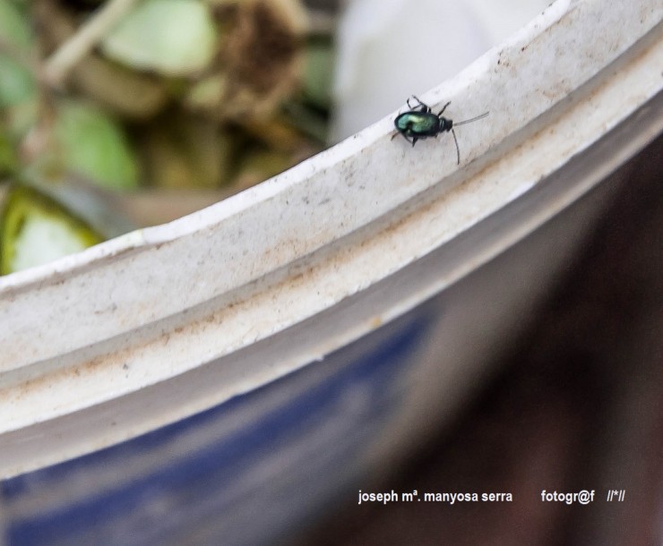 Foto 1/Insectos en el ambiente