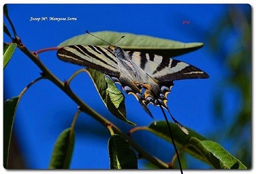 Foto 5/Insectos en el ambiente