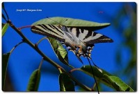 Insectos en el ambiente