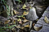 Los hongos en mi jardin