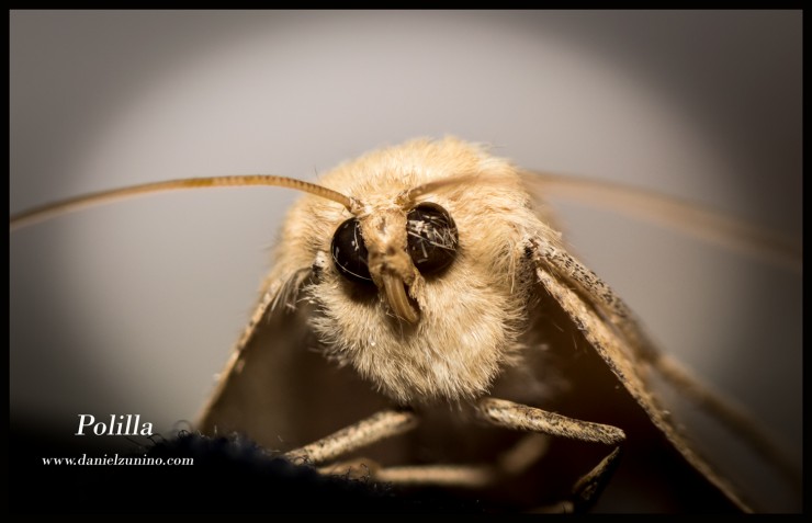 Foto 1/Focus Stacking