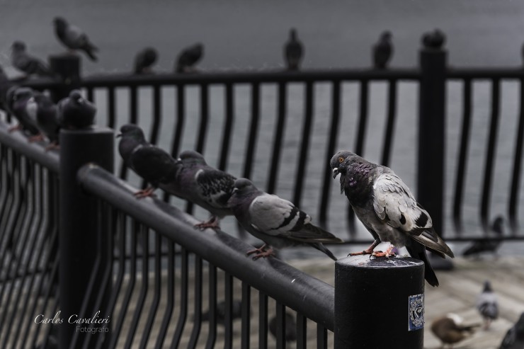 Foto 1/Entre plumas y con familia