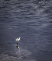 Entre plumas y con familia