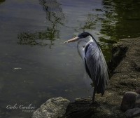 Entre plumas y con familia