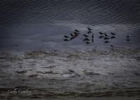 Entre plumas y con familia