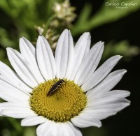 Los obreros de mi jardin