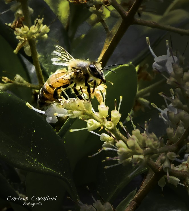 Foto 3/Los obreros de mi jardin