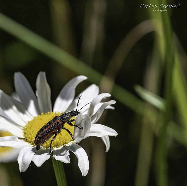 Foto 4/Los obreros de mi jardin