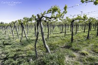 Chacra ecolgica en Rio Colorado, La Pampa.