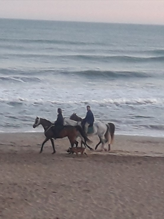 Foto 2/Caballgando junto al mar