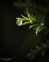 Pequeos detalles del jardin