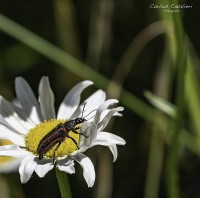 Pequeos detalles del jardin