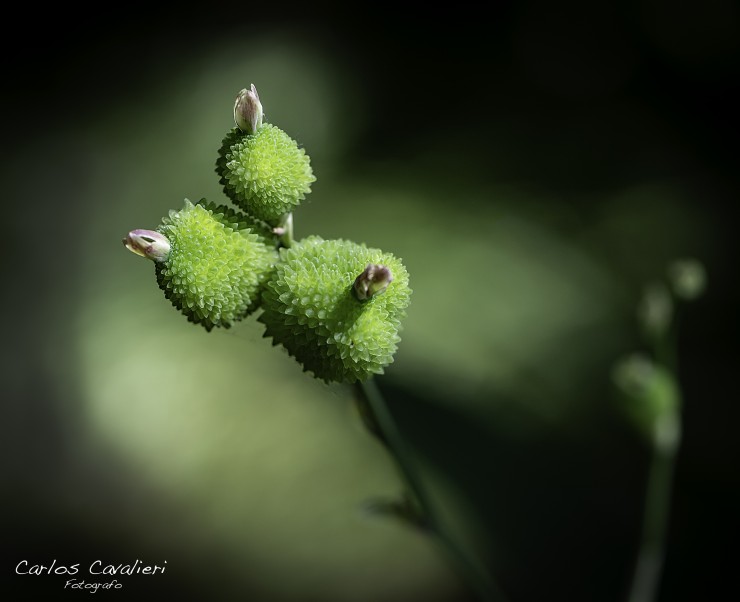 Foto 4/Pequeos detalles del jardin