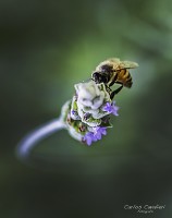 Pequeos detalles del jardin