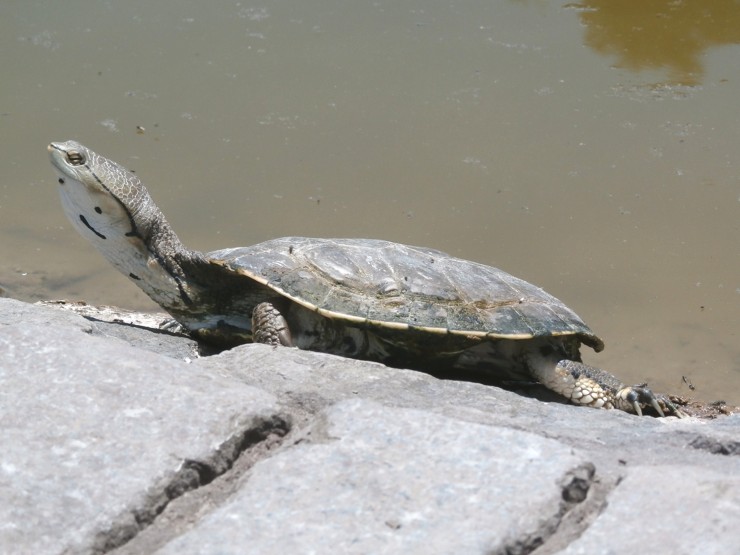 Foto 2/Tomando sol