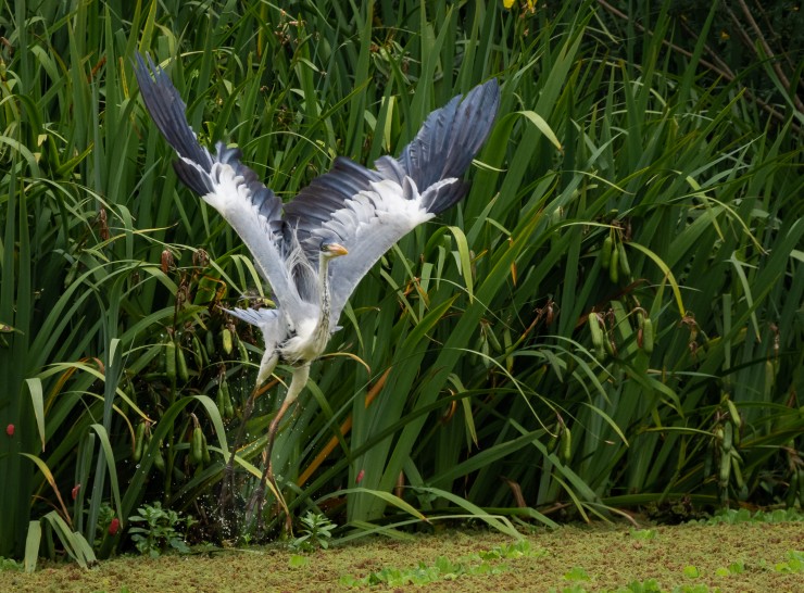 Foto 1/Garza Mora