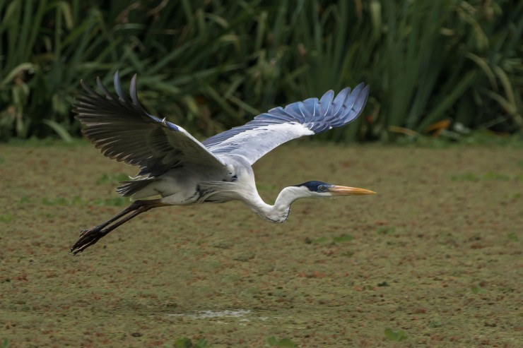 Foto 4/Garza Mora