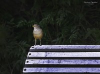 Los amigos de mi jardin