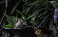 Los amigos de mi jardin