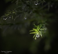 La Macrofotografia en el jardn de Leloir