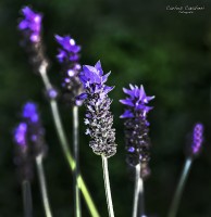 La Macrofotografia en el jardn de Leloir