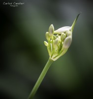 La Macrofotografia en el jardn de Leloir