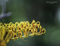 La Macrofotografia en el jardn de Leloir