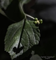 La Macrofotografia en el jardn de Leloir