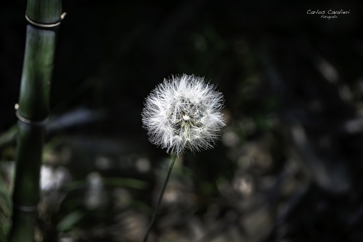 Foto 5/Con toda la fuerza del campo...