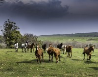 Caballos, nobles animales que estn siempre...