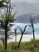 Foteando por el bosque del glaciar...