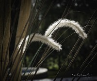 Detalles del jardn de Leoir...