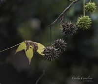 Detalles del jardn de Leoir...