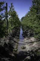 Una chacra ecolgica en medio de La Pampa...