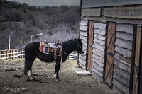 Cabalgata fueguina...