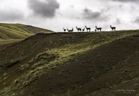 Los Campos Patagonicos en su esplendor...