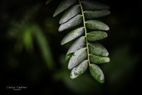 El hermoso perfume de la lluvia...