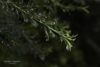 El hermoso perfume de la lluvia...