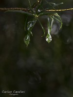 El hermoso perfume de la lluvia...